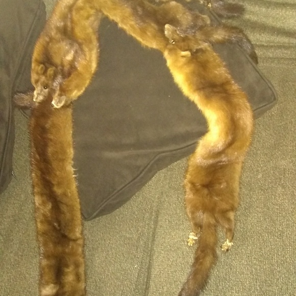 Fur - Picture 4 of 4